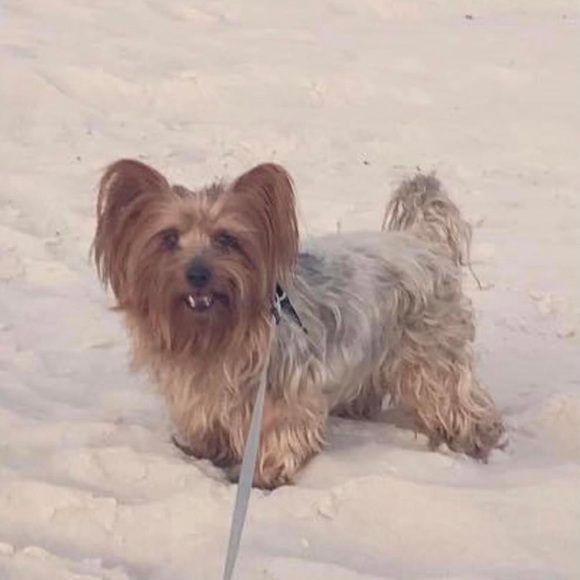 These were My Sweet Boys ! Todo the Yorkie Tbone the poodle ! - Picture 1 of 4